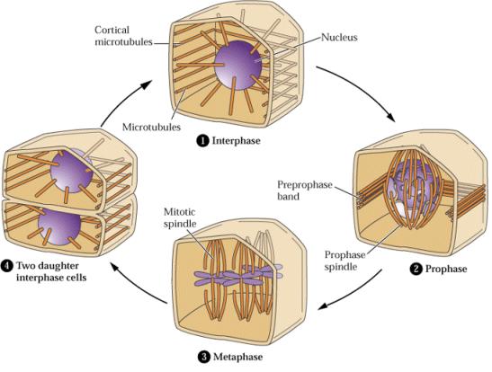 Endocytóza během cytokineze Uspořádání mikrotubulů během buněčného cyklu