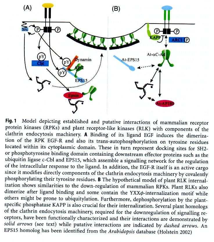 Tvorba endocytických váčků Aktivovaný receptor (např.