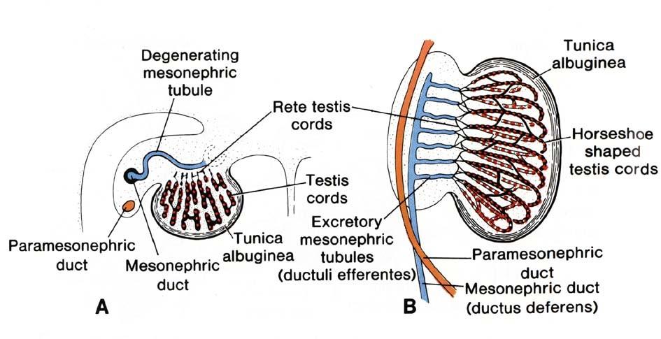 vývoj tubuli seminiferi contorti a