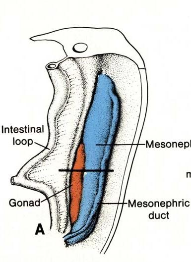 stadium indiferentní Vývoj gonády pohlavní lišta (plica genitalis) mediálně od mesonefros, ve 4. týdnu, rozsah: Th6 S2, do 6.