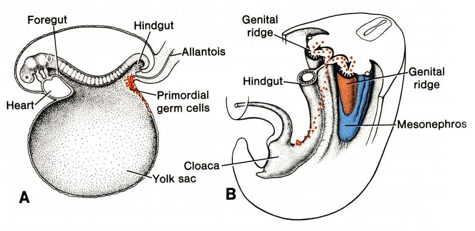 pohlavní lišta (plica genitalis), 4.