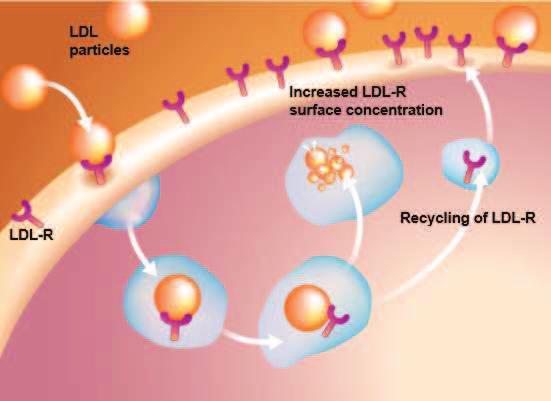 Genetické varianty PCSK9 regulují hladiny LDL PCSK9 Gain of Function (GoF) = Less LDL-Rs 1,3,5 PCSK9 Loss of Function (LoF) = More LDL-Rs 1,4,5 Mutations in