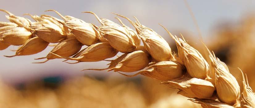 PŠENICA OZIMNÁ PENAM ODPORÚČA Arkeos C Attraktion A Genius E šlachtiteľ: Limagrain Central Europe Cereals, s. r. o.