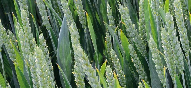 PŠENICA OZIMNÁ Evina E udržiavateľ: Limagrain Europe, FR, právne chránená odroda, ne a odroda, vysoký výnos zrna vo všetkých výrobných oblastiach v ošetrenej i neošetrenej variante, plastická, vhodná