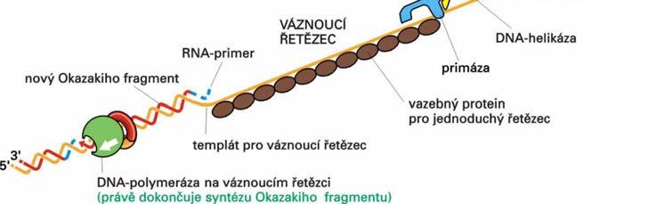 Polymerázová etzová reakce PCR (Polymerase( Chain Reaction) Princip PCR Zavedení PCR v roce 1983 (Kary Mullis) Publikace Nobelova cena Metoda pro mnohonásobn sobné zmnožen ení (amplifikaci)