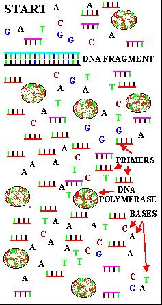 Replikace DNA in vitro vyžaduje pouze jeden enzym Syntéza obou etzc u specifické sekvence 5 3 Reakní sms s obsahuje: TTGAGAAAGGAATAAGCAGAATTCGTTCCAAAAAGAATGAGCTGTTGTTTGCAGAAATCGAGTATATGC Templátovou