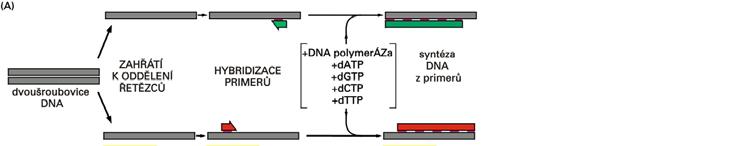 Schéma PCR 9 Poet nov syntetizovaných molekul dsdna pi jednotlivých cyklech PCR 2 n -1 Poet nových Cyklus íslo dvouetzcových molekul 1 1 2 3 3 7 4 15 5 31 6 63 7 127 8 255 9 511 10 1
