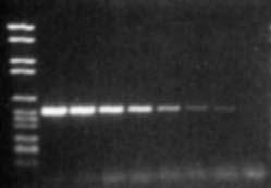 DNA polymeráza za. Obvyklá koncentrace je 0,5 2,5 jednotek / 50 µl. ph je dané reakním pufrem,, obvykle odpovídá ph 8,3 9,0.