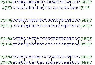templátem: tem: Správn vn navržený primer, který nemá falešná vazebná místa na templátu: tu: Chybn navržený primer, vytváej ející vlásenku: 21 22 HOT START PCR Hot-start PCR významn ovlivuje