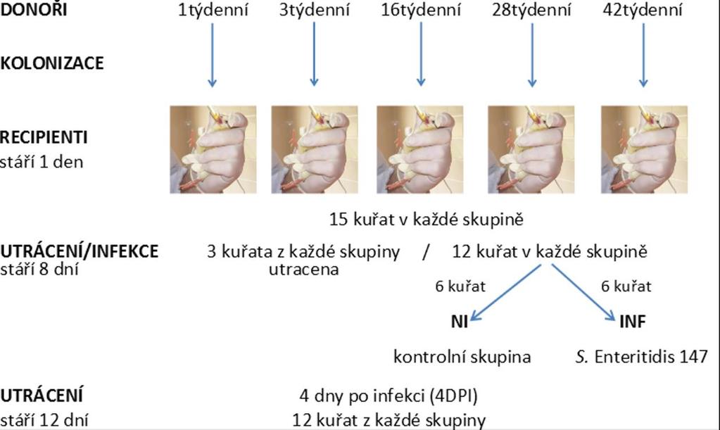 suspenze získané od donorů stejného věku (3 kusy) a z vytvořené směsi bylo použito 0,1 ml k orální inokulaci čerstvě vylíhlých kuřat.