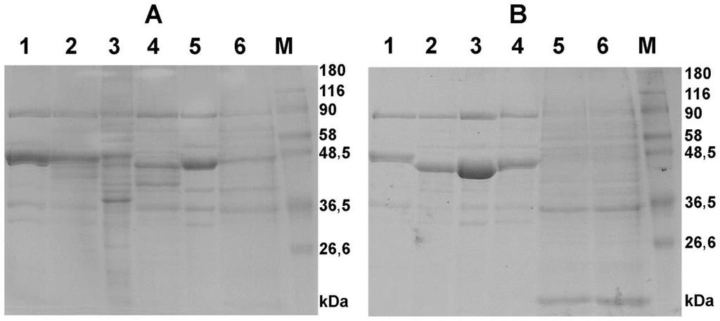 salmonel k infekci kuřat o S. Enteritidis G1481, S. Typhimurium 2002, S. Typhimurium 2454 a S. Infantis 514. Dále byl vytvořen klon II a klon III rfal mutanta S. Infantis 1516.