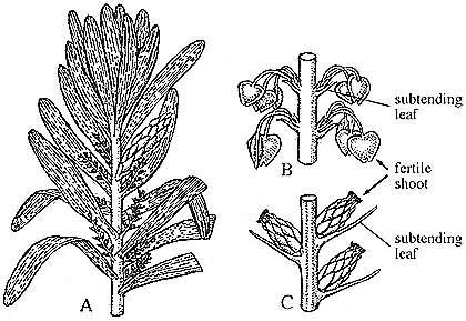Oddelenie: Kordaitorasty (Cordaitophyta) fosílne