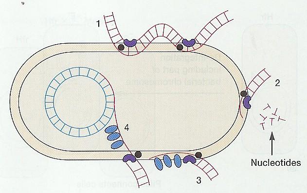 Transformace vstup DNA do buňky nukleotidy 1. Dlouhé fragmenty chromozomální DNA nebo plazmidu se váží k vazebným bílkovinám na vnější straně buněčné stěny a je částečně štěpena nukleázami 2.