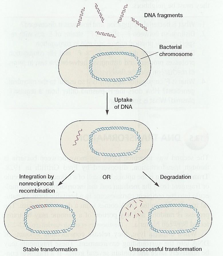 Transformace vznik rekombinantního transformanta fragmenty DNA chromozom recipientní buňky vazba a