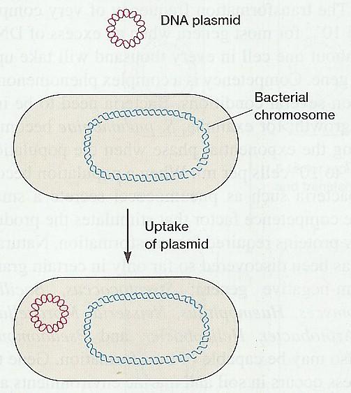 Transformace vznik plazmidového transformanta plazmidová DNA chromozom