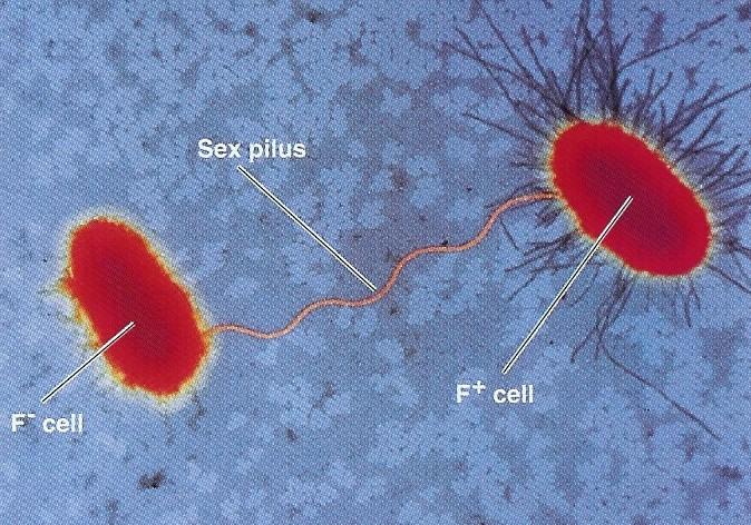 Konjugace Tvorbu sexuálního pilusu koduje gen nesený na plazmidu F (buňky F + ) fertilitní faktor gen