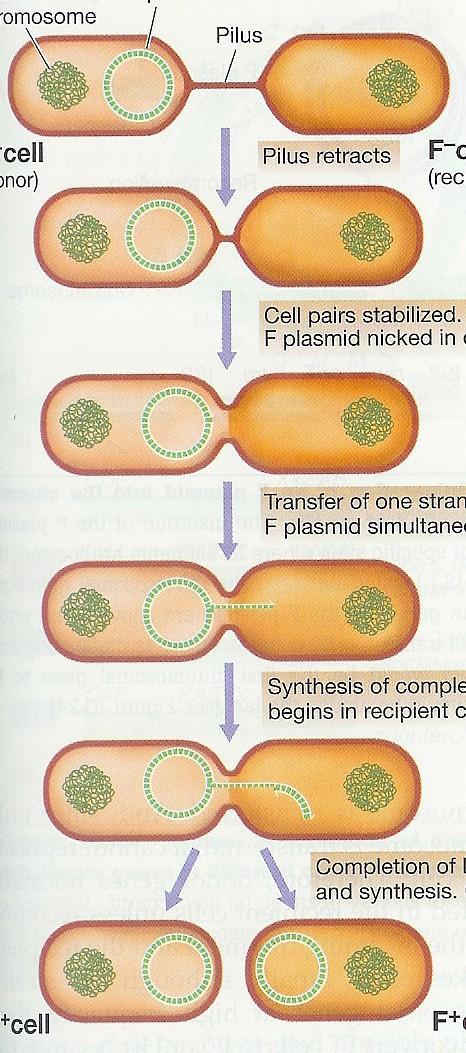 Vznik plazmidového transkonjuganta bakteriální chromozom F plazmid pilus F + buňka zkrácení pilusu F - buňka rozštěpení jednoho řetězce plazmidu