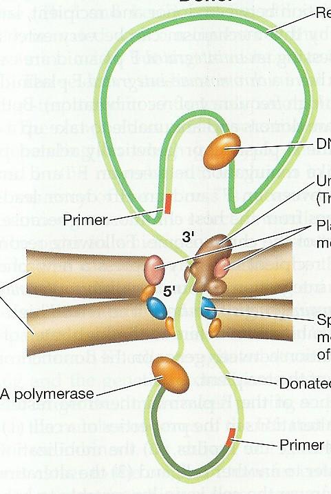 Vznik plazmidového transkonjuganta donor Detail replikace a přenosu plazmidu nepřenášený řetězec DNA polymeráza rozmotávací protein (Tral)