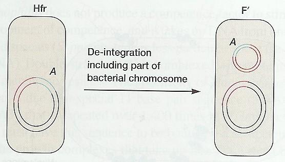 Vznik plazmidu F Hfr F chybná excize