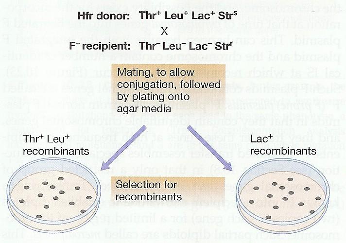 Detekce rekombinant Kultivace, konjugace, vysetí na selektivní medium Thr+ Leu+ rekombinanty Lac+ rekombinanty selekce rekombinant Minimální medium se streptomycinem
