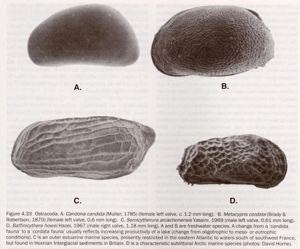 Ostracoda