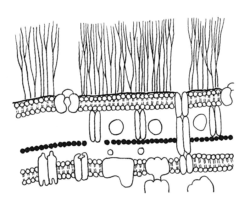 Model stavby buněčné stěny sinic lipopolysacharidová