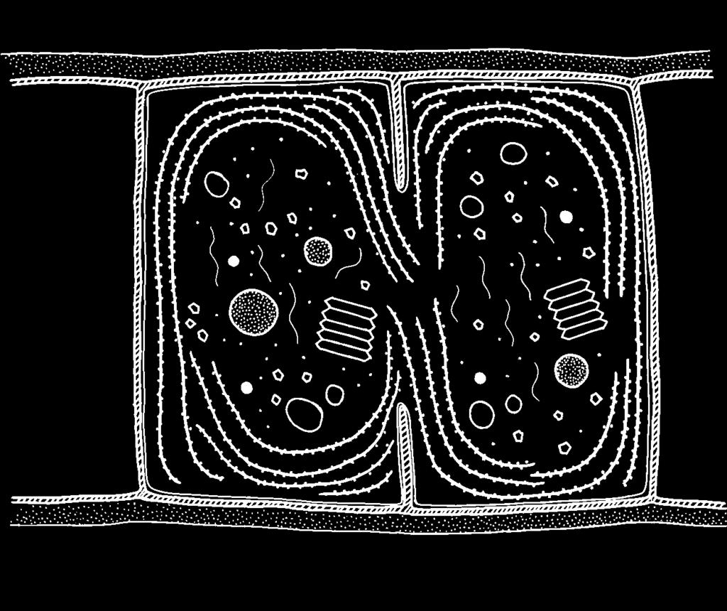 Sinice stavba buňky ribozóm DNA karboxyzóm cytoplazmatická membrána aerotopy volutin škrob