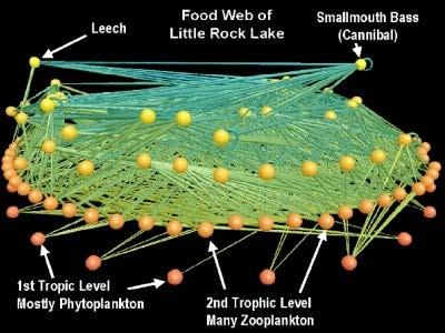 Biologické sítě Interakce protein-protein Potravinové sítě (řetězce) Uzly