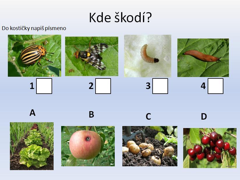 Převzato z: http://www.chovzvirat.cz/images/zvirata/mandelinka-bramborova_qkc38ki.jpg http://www.biolib.cz/img/gal/65753.jpg http://zahrada.mysteria.cz/images/ob1.jpg http://www.radula.estranky.