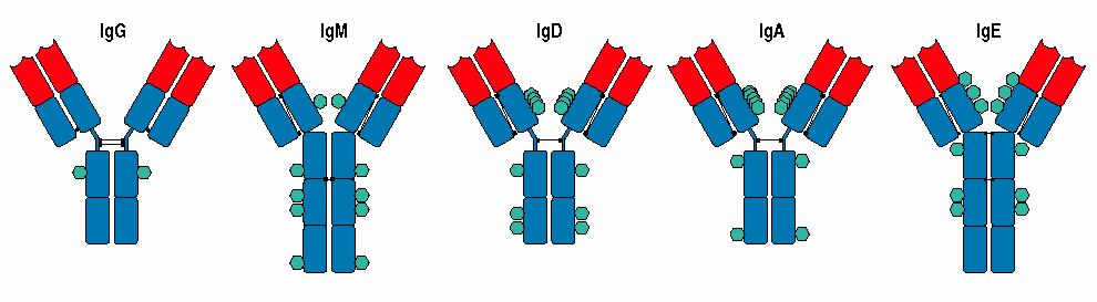 Třída imunoglobulinů (izotypy) H: γ µ
