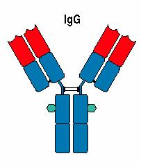 IgG Nejvyšší koncentrace v séru 4 podtřídy: IgG1-4 Aktivace