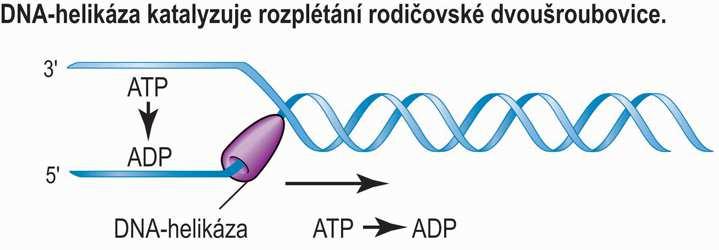 Rozvíjení dvoušroubovice před replikační vidlicí podmínkou replikace je dostupnost nespárovaných nukleotidů v řetězci DNA dvoušroubovice je však stabilní (pro denaturaci je