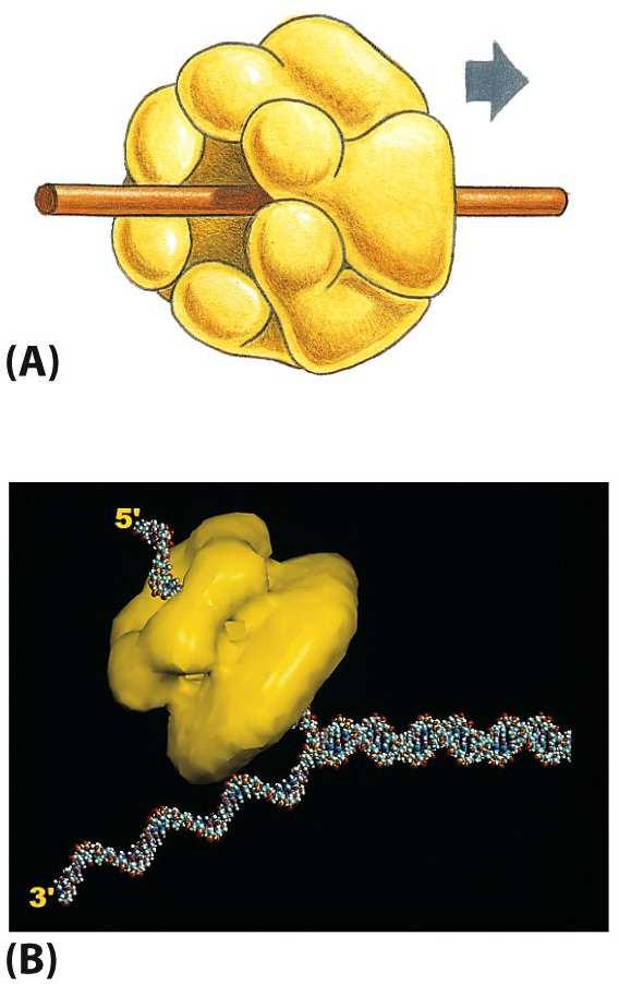 DNA-helikázy tvoří šestipodjednotkové válce, které obklopují jednořetězcovou DNA vážou a hydrolyzují ATP a díky tomu se po