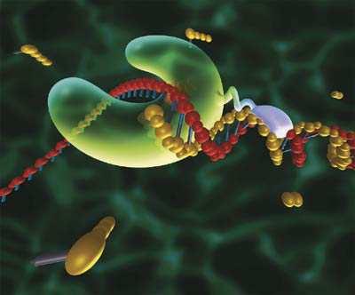 Replikace DNA mechanismus duplikace DNA před buněčným dělením Princip: vlákna v duplexech DNA jsou komplementární: po oddělení může každé z nich sloužit jako předloha - templát pro syntézu vlákna
