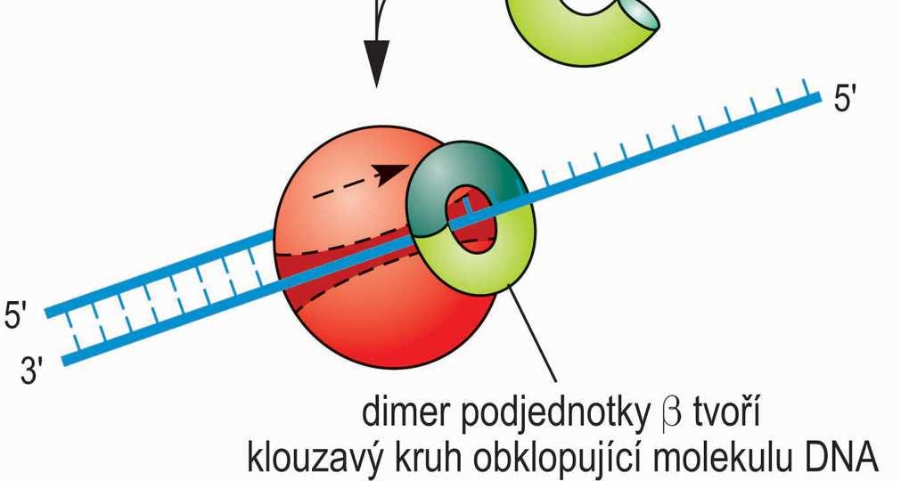 katalytického jádra podjednotka β tvoří dimer,