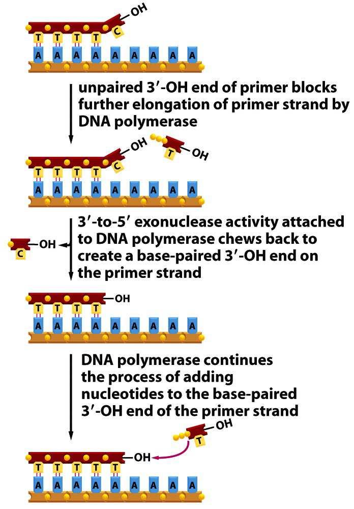 DNA-polymerázy disponují korektorskou funkcí: kontrola přesnosti replikace přesnost kopírování je překvapivě vysoká: pouze 1 chyba na 10 9 kopírovaných nukleotidů pokud by DNA-polymeráza neměla