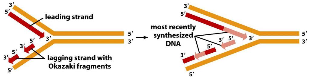 Rozpor: templátová vlákna jsou antiparalelní, ale DNA-polymeráza funguje pouze ve směru 5-3! Jak může DNA růst ve směru 3-5? syntetizuje se ve směru 5-3 přerušovaně: nejprve se tvoří krátké tzv.