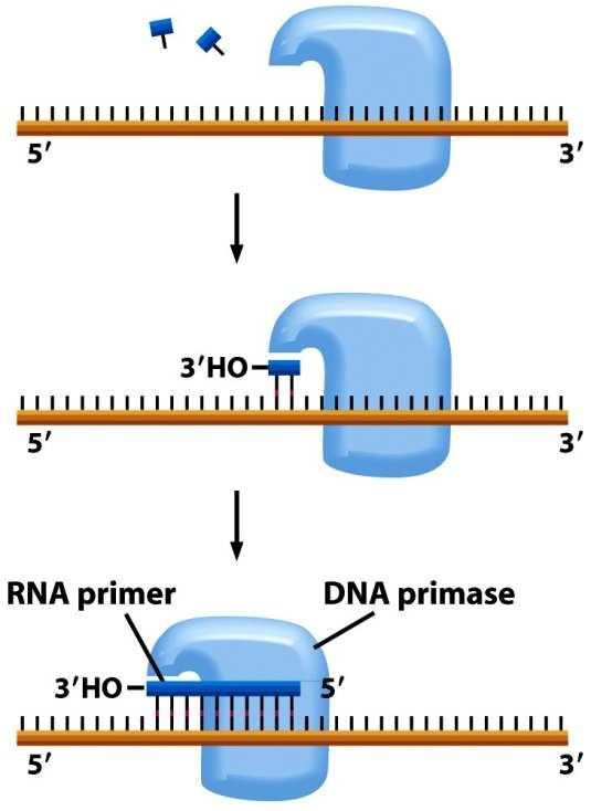 Syntéza RNA-primerů při replikaci DNA syntézu RNA-primerů zajišťuje komplex DNA-primázy a DNA-helikázy (tzv.