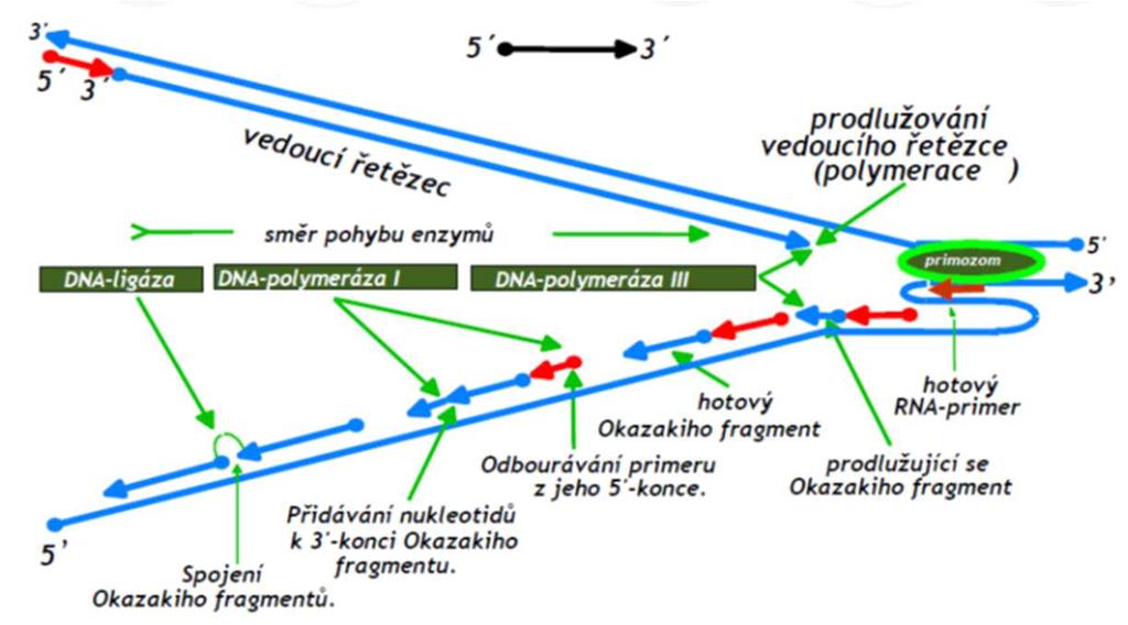 Syntéza RNA-primerů při replikaci DNA Vedoucí vlákno ( leading strand ) postačuje jeden RNA-primer replikace DNA probíhá bez