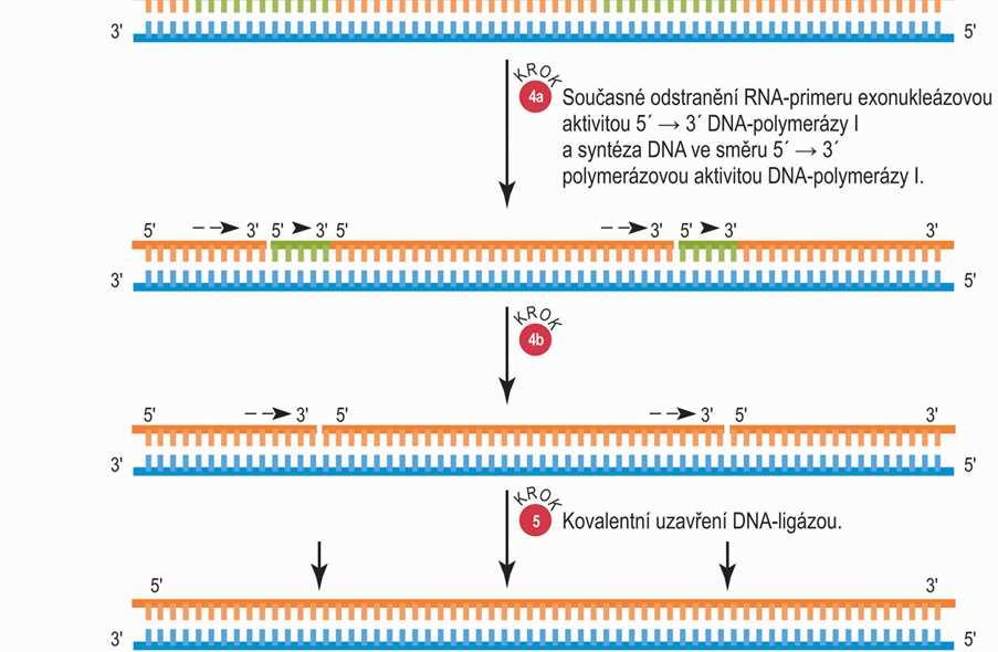 Odstranění RNA-primerů RNA-primery jsou odstraněny 5-3 exonukleázovou a nahrazeny polymerační aktivitou