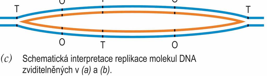 Replikace eukaryotických chromozomů základní principy platné stejně jako u prokaryot Odlišnosti od prokaryot: RNA-primery a Okazakiho fragmenty jsou