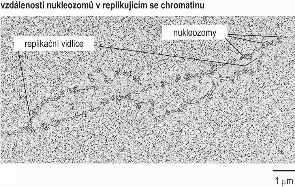 Duplikace nukleozomů v replikačních vidlicích EM: nukleozomy si udržují svou strukturu i vzájemnou vzdálenost na obou stranách