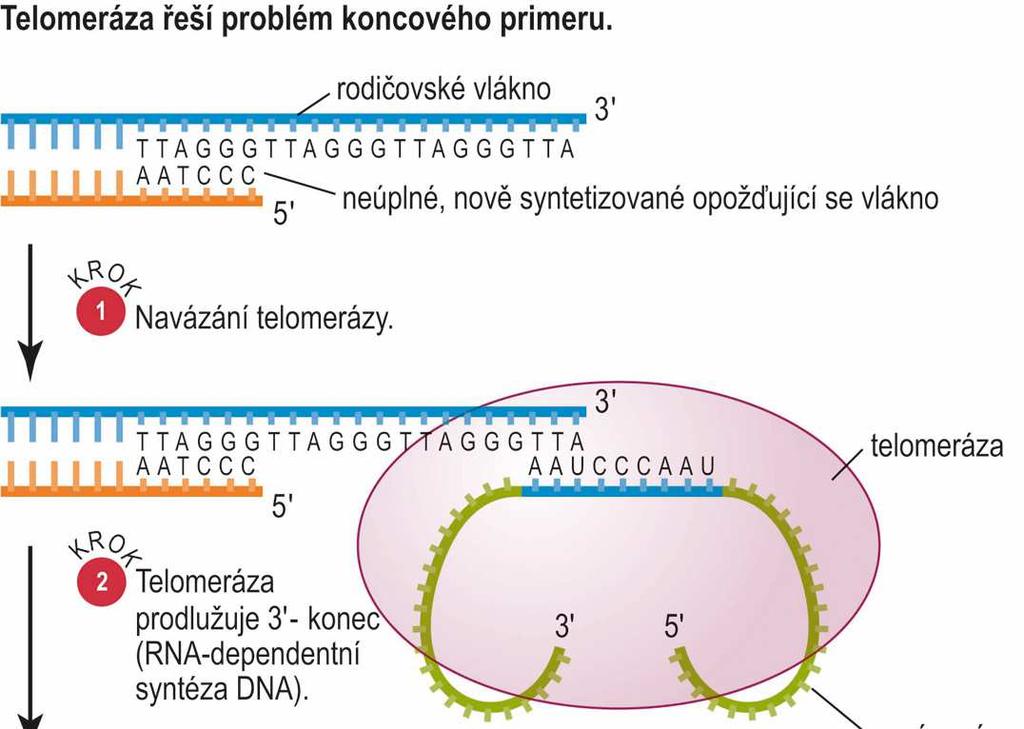 Telomeráza řeší problém replikace konců chromozomů