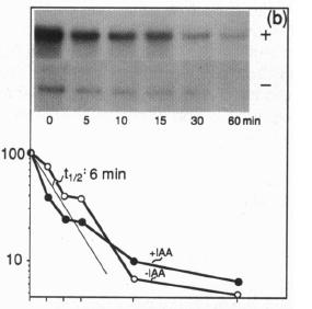 10 Proteiny Aux/IAA jsou proteiny s velmi krátkou životností Aux/IAA mají regulační funkci Aux/IAA