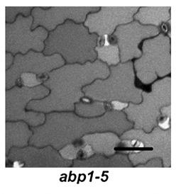 Mutant Arabidopsis abp1-5 má odlišné