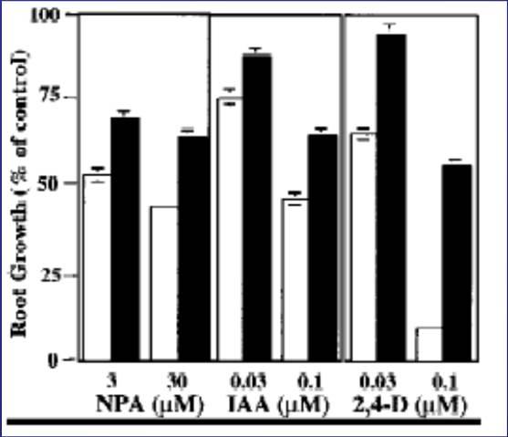 5 tir1-1 mutant u Arabidopsis: wt tir1 tir1-1 rezistentní k inhibitoru polárního transportu auxinu (NPA) tir1-1