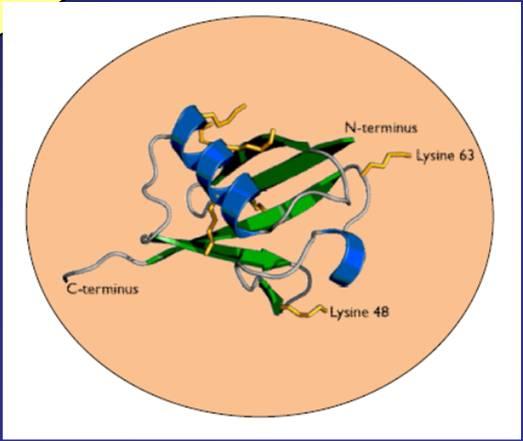 7 Ubiquitinace - nezbytný regulační mechanizmus v rostlinných i živočišných buňkách Ub Ubiquitin Jádro Ub UbUb E1 Ubiquitin-activující enzym 26S Proteazom E1 E2 F-box