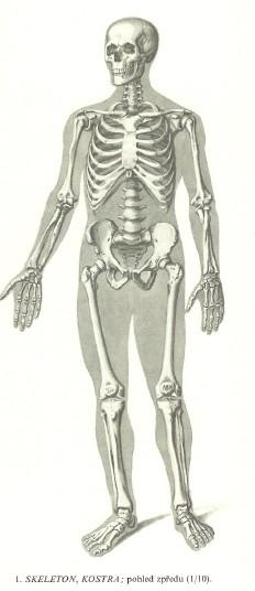 Kosti = aktivní orgán 15 20 % těles.