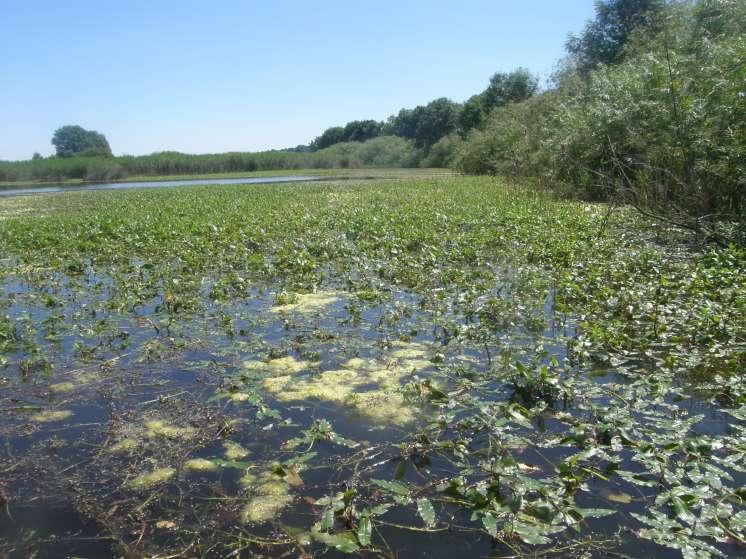 Porosty makrofytní