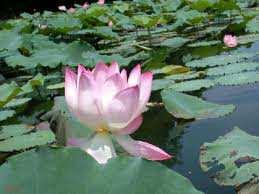 symbol čistoty (lotos má kořeny v